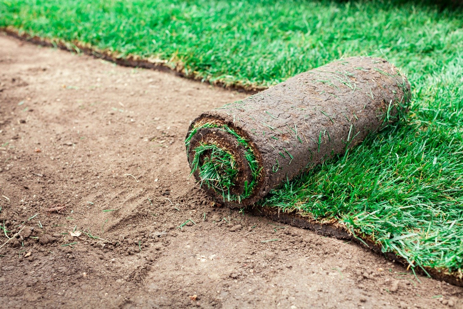 soil-coating-with-green-rolls-lawn